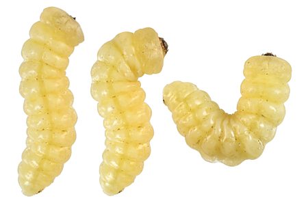 Ethonion cf. reichei Mallee, PL1532E, larva, three dorsal views, EP
